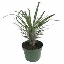 Madagascar Palm - Pachypodium Lamerei - Exotic & Easy! - 6" Pot