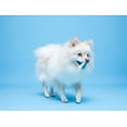 thumbnail image 4 of Hartz jouet pour extra petit chien Chew 'n Clean, 4 of 5