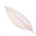thumbnail image 4 of Abbracc 100Pcs Natural Magnolia Skeleton Leaf Leaves Card Scrapbook, 4 of 9