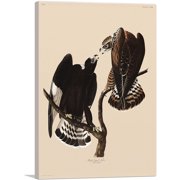 ARTCANVAS Rough Legged Falcon Canvas Art Print by John James Audubon - Size 26 x 18 1.50 Deep