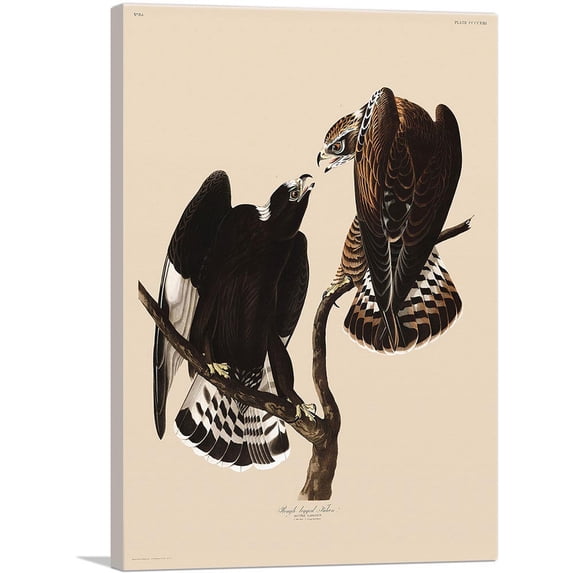 ARTCANVAS Rough Legged Falcon Canvas Art Print by John James Audubon - Size: 26" x 18" (0.75" Deep)