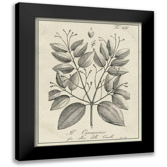 Vision Studio 12x14 Black Modern Framed Museum Art Print Titled - Antique Black and White Botanical VII