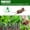 Green, variant on Peppermint Oil to Repel Mice, Keep Mice Out For House, Peppermint Oil For Mice And Rats Mouse Squirrel For Home Garages RV Closets Trucks Car Engines, 20 Pcs