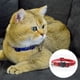 thumbnail image 3 of Acaricie las fuentes con el collar de nylon del gato del animal doméstico del collar del gato del collar de la seguridad de la cara del gato de la campana, 3 of 5