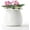 White, variant on Self Watering Plant Pot, 6 Inch African Violet Pots Maintenance, Ceramic Self-Watering Planter for Indoor Plants - Ideal Flower Pot for Thriving Indoor Gardens