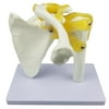 Human Shoulder Joint Kits Showing Soft Tissues Study Model