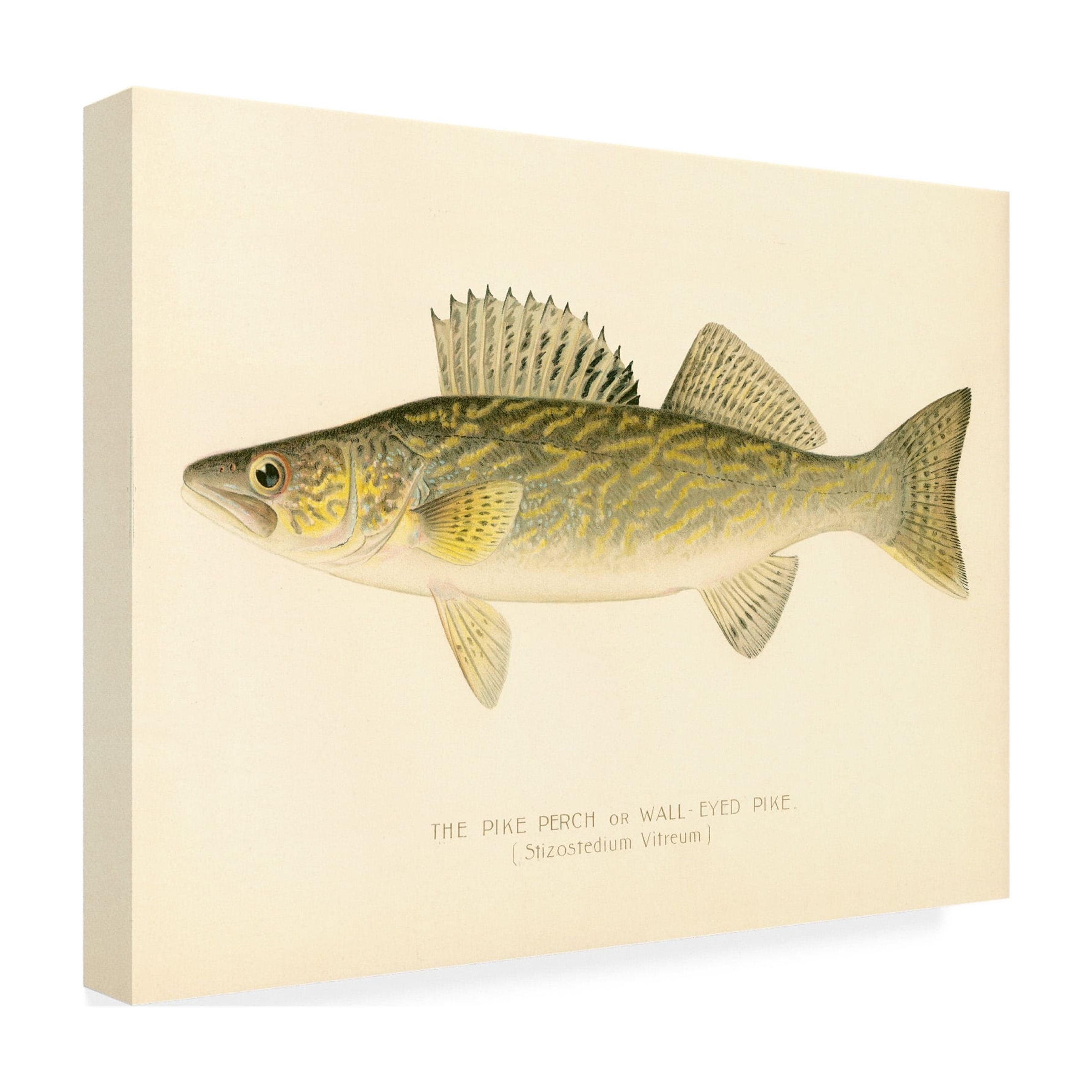 Print Collection 'Pike Perch' Canvas Art