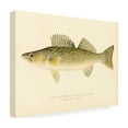 thumbnail image 4 of Trademark Fine Art Print Collection Pike Perch Canvas Wall Art - 35x47, 4 of 4