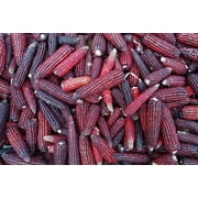 35 Seeds BLOODY BUTCHER Red CORN Edible & Ornamental Heirloom Zea Mays Vegetable Seeds