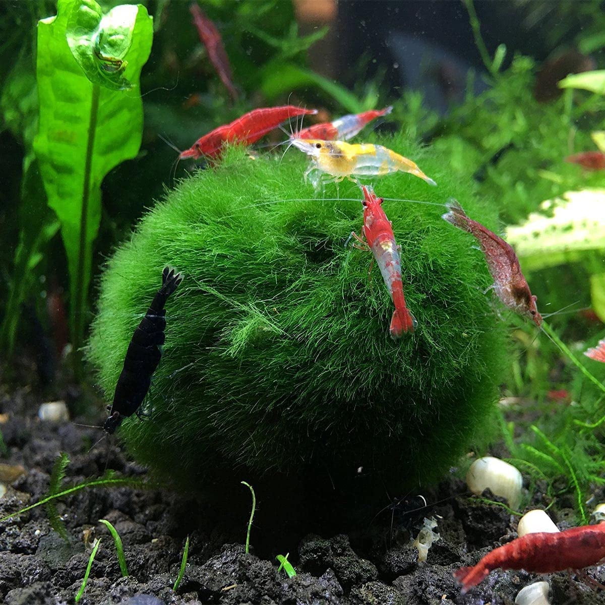Moss Balls Live Aquarium Green Algae Balls Fish Shrimp Tank