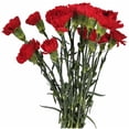 thumbnail image 5 of Clavel Colombiano Flor Natural Ramo de 20 tallos 65cm de alto - color :Rojo - Rojo, 5 of 5
