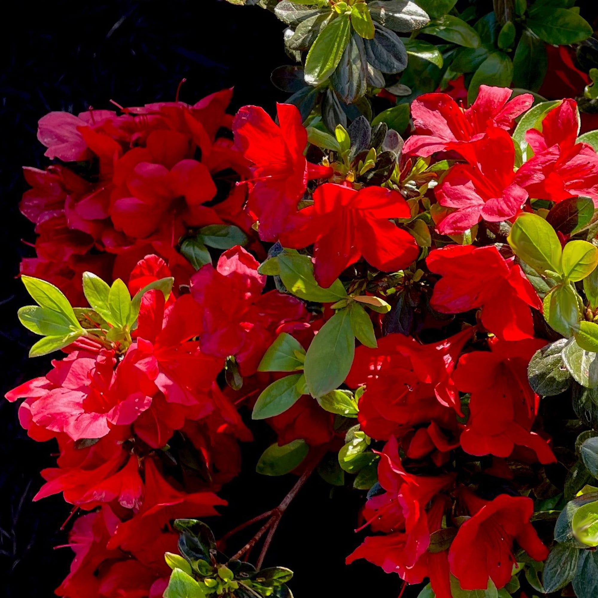 Expert Gardener Azalea Midnight Flare Live Shrubs with Red Blooms and Rich Green Foliage