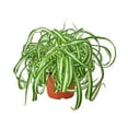 thumbnail image 5 of Spider Plant 'Bonnie', 4" Pot, Indoor Houseplant, Easy Care, Live Plant for Indoor & Outdoor, 5 of 6