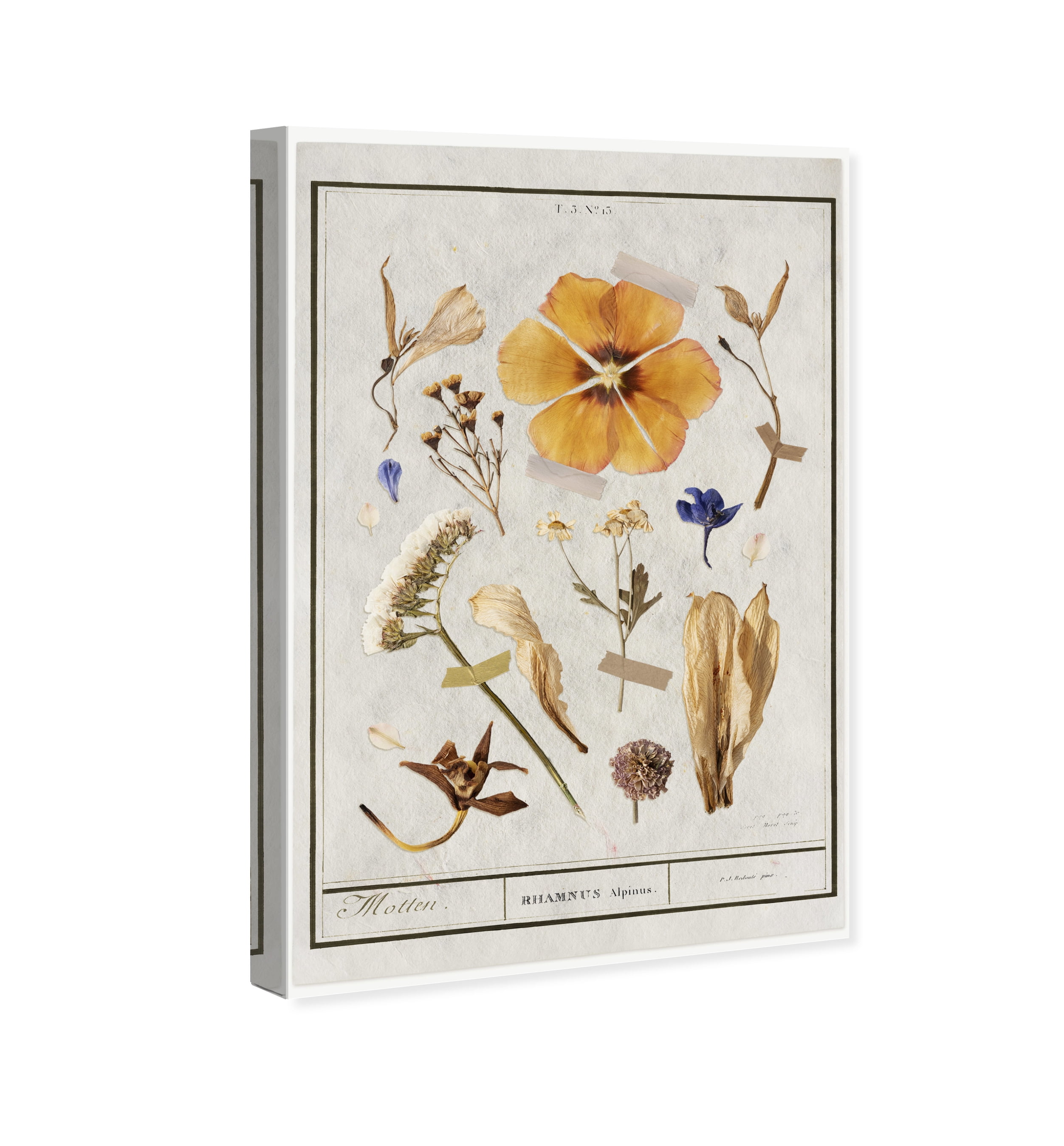 Botanical Study I Floral and Botanical Wall Art Print White 16x24