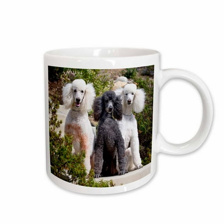 

3dRose USA California. Three Standard Poodles sitting together. Ceramic Mug 15-ounce