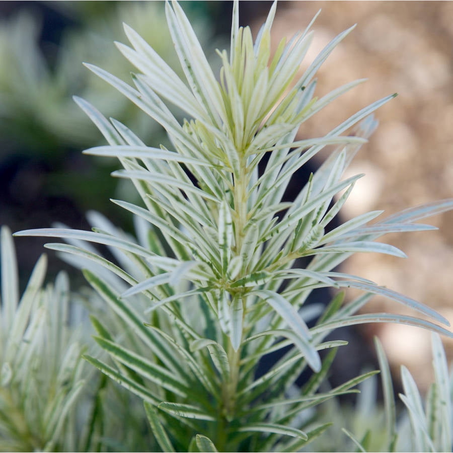 Southern Living Plants Roman Candle Podocarpus Evergreen Shrub 2.5 Qt