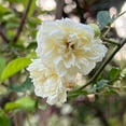 thumbnail image 2 of White Lady Banks Rose Live Plant- Liners, 2 of 6