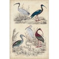 thumbnail image 2 of Milne 11x14 White Modern Wood Framed Museum Art Print Titled - Ibis Family, 2 of 4