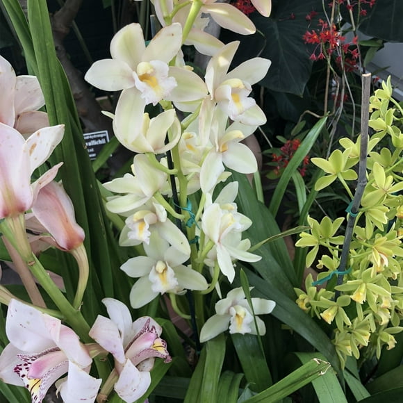 Cymbidium Bulbs, Pleasantly Scented - Good as Cut Flowers - Perennializing ! Cymbidium,Cymbidium Plants, Simple to Grow,A Pleasant Fragrance, A Long Flowering Period,