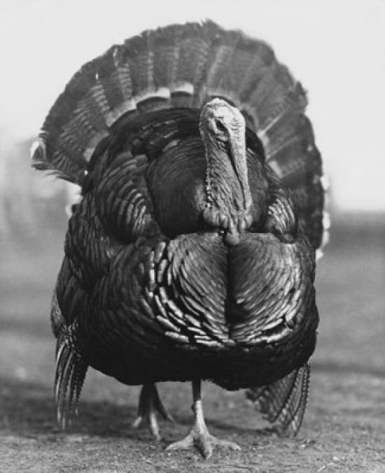 Posterazzi Turkey W