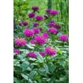 thumbnail image 5 of Neon Purple Flowering Bee Balm Dormant Bare Root Perennial Starter Plant, One Plant per Offer, 5 of 5