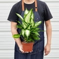 thumbnail image 5 of Dieffenbachia Camille, 6" Pot, Indoor Houseplant, Easy Care, Live Plant for Indoor & Outdoor, 5 of 10