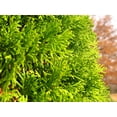 thumbnail image 4 of Thuja Arborvitae Blue Cone  20 Live Trees  Evergreen Privacy Screening Hedge Plants, 4 of 9
