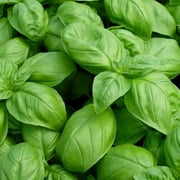 Rocket Farms 3" Potted Living Culinary Herb Basil Plant