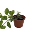 thumbnail image 2 of Diamond Peperomia puteolata - 2.5" Pot, 2 of 3