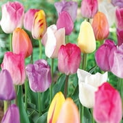 10 Mixed Pastel Tulip Bulbs,Perennial …