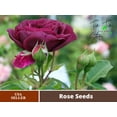 thumbnail image 3 of 30 Rare Seeds| Ebb Tide Floribunda Rose Seeds-Authentic Seed-Flowers-Rose seed-Herb seed-Vegetable Seeds-Seeds for Plant-B4G1#1041, 3 of 5