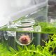 thumbnail image 5 of Acuario vidrio alimentación cono taza planta taza salmuera camarón vivo gusano rojo alimentador de peces para acuarios con succión Adepaton 220849-2, 5 of 9