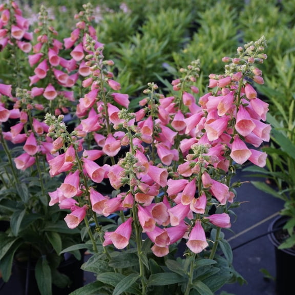 Camelot Rose Foxglove (Digitalis), Perennial Starter Plant grown in a 4 inch pot (1-Pack)