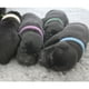 thumbnail image 4 of 12 collares de poliéster de 12 colores diferentes para mascotas, prácticos accesorios para perros y cachorros., 4 of 5