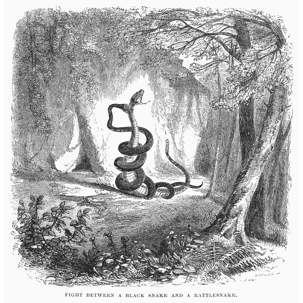 Snake Fight Nfight Between A Black Snake And A Rattlesnake Line
