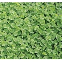 Dalkeith Subterranean Clover Seed - 20 Lbs.