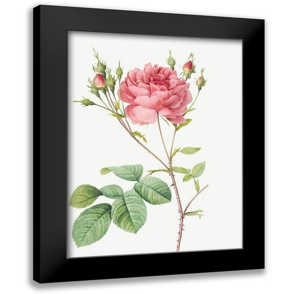 Redoute, Pierre Joseph 11x14 Black Modern Framed Museum Art Print Titled - Cumberland Rose, Rosa Centifolia Anglica Rubra