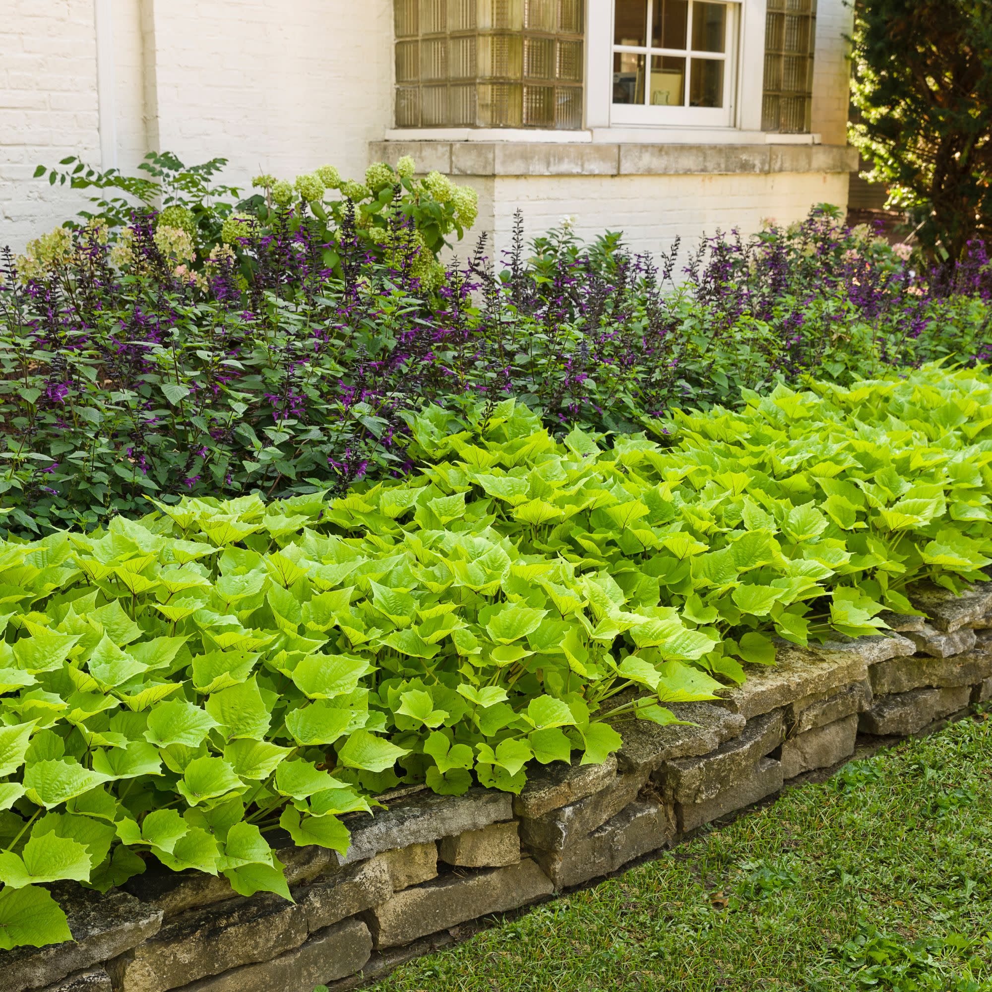 Proven Winners 8" Rockin' Deep Purple Salvia Live Plant in 6.5" Pot