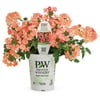Proven Winners 4" Pink Verbena Live Plant Grower Pot