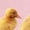 Pink, variant on Baby Unisex New Baby On The Block Funny Rompers Newborn Baby Bodysuits Infant Jumpsuits Kids Cotton Animal Duck Graphic One-Piece Outfits