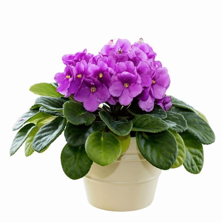 Purple African Violets Live Plant in 3 Inch Pot, Violets Flowers Houseplant, 3 to 5 Inches Tall for Home Office Décor