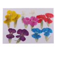 thumbnail image 1 of 12 Pis Secas De La Flores Prensadas Adornos De álbum De Recortes Para Adornos De Resina De Bricolaje s Sunnimix Flores secas prensadas naturales, 1 of 8