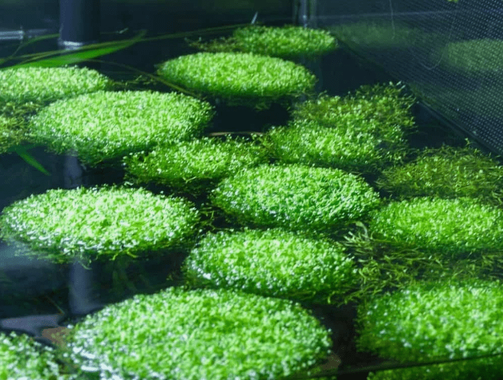 Riccia Fluitans Live Aquarium Plant 2x2 Inch – Crystalwort Floating Moss for Freshwater Fish Tank