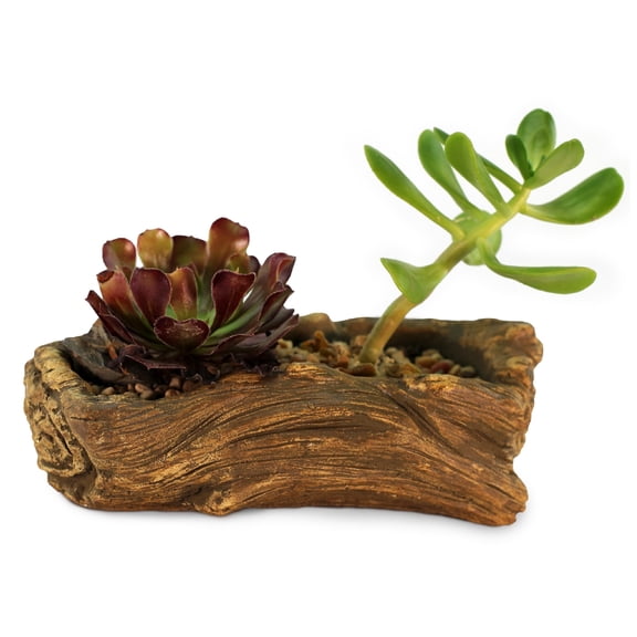 Ceramic Wood Plant Pot | Indoor Planter for Succulents & Flowers (Driftwood Whale)
