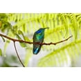 thumbnail image 2 of Lord, Fred 14x11 Gold Ornate Wood Framed with Double Matting Museum Art Print Titled - Costa Rica Green violet-ear hummingbird on limb, 2 of 4
