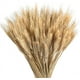 thumbnail image 1 of Bienvenido Trigo seco Decoración de trigo seco natural Ramo de trigo Flores secas de trigo Centro de mesa de boda Decoración de jarrón para mesa de fiesta en balcón familiar, 1 of 5