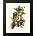 thumbnail image 2 of Audubon, John James 12x14 Black Modern Framed Museum Art Print Titled - Pileated Woodpecker (decorative border), 2 of 5