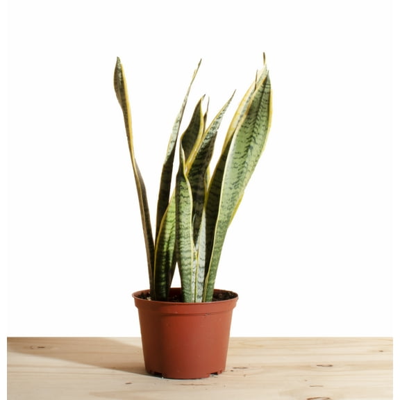 Sansevieria Laurentii 'Snake Plant' House Plant in 6" Grow Pot