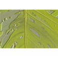 thumbnail image 1 of Posterazzi DPI1790302LARGE Leaf Texture Background Poster Print by Paul Sale, 36 x 24 - Large, 1 of 1