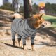 thumbnail image 4 of Traje de recuperación para perros pequeños, chaleco de manga larga, traje quirúrgico para perros, ropa para mascotas, traje quirúrgico para cachorros, ropa transpirable para perros pequeños, 4 of 7